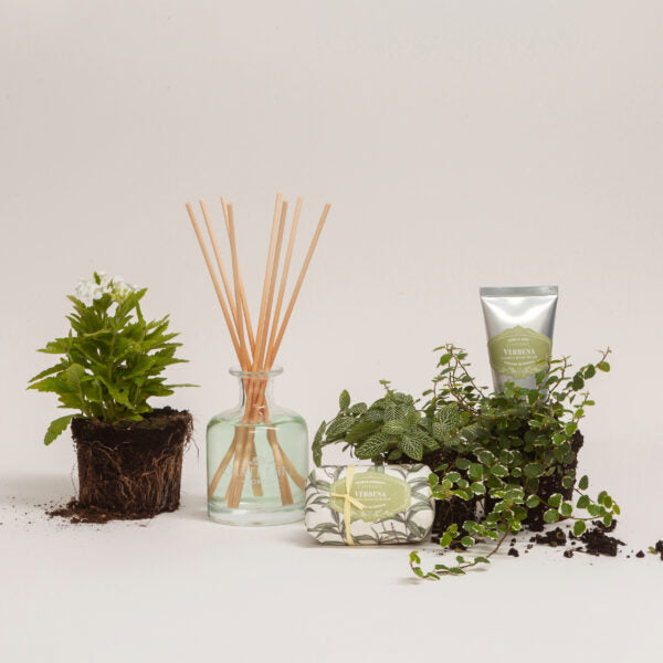 Conjunto Presente Verbena